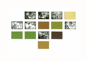 Birkenzweige schwarzweiß Fotgrafie mit Farbtafeln