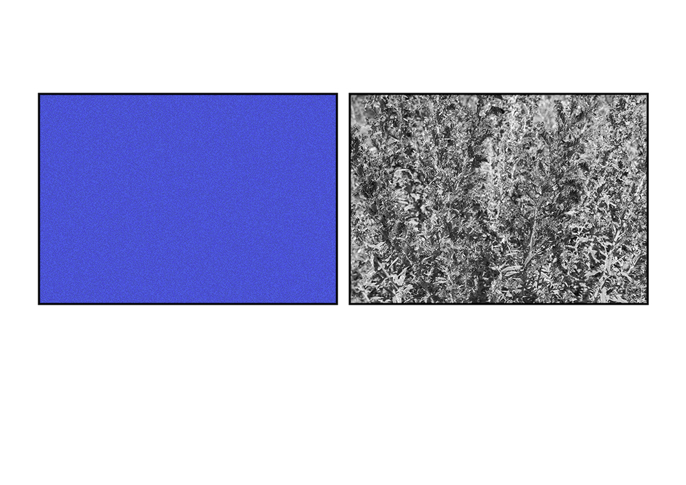 Schwarzweiß Fotografie vom gewöhnlichen Natternkopf, eine blaublühende Pflanze und eine strukturierte Farbtafel im Blau der Blüte. Nebeneinander in gleicher Größe.