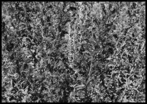 Schwarzweiß Fotografie vom Gewöhnlichen Natternkopf, einer blau blühenden Pflanze